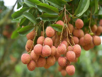 Luc Ngan lychee of Bac Giang province granted geographical indication protection in Japan