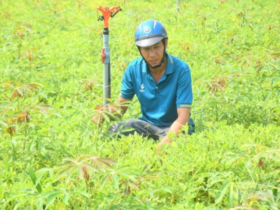 Trồng xen, luân canh mì cho hiệu quả gấp 3 lần độc canh