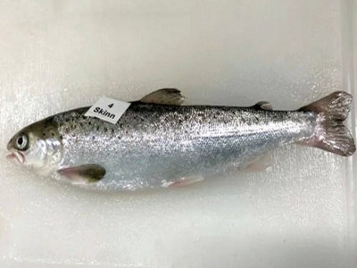 Krill Tác động tăng trưởng và tỷ lệ sống của cá hồi non