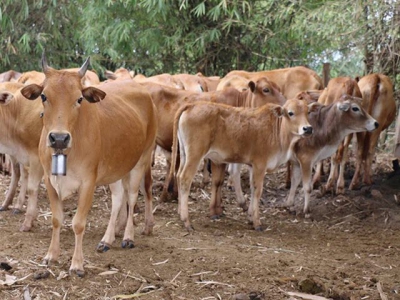 Rising livestock exports of Laos creates opportunity for Vietnamese businesses