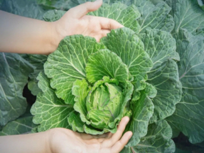 Thai vegetable exports rise in Q1 as Chinese demand doubles