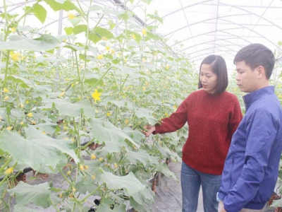 Crop restructuring on rice land in Bac Giang: forming many specialized farming areas