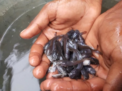 Is wastewater-fed aquaculture a sustainability gamechanger?