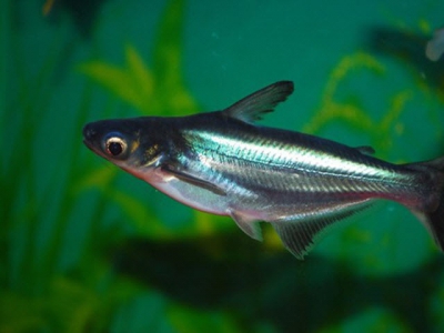 Aflatoxin (độc tố vi nấm) đe dọa đến sản lượng cá tra/ cá basa như thế nào