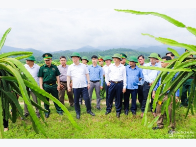 Mất mùa, giá lúa tươi giảm, nông dân Hà Tĩnh kém vui