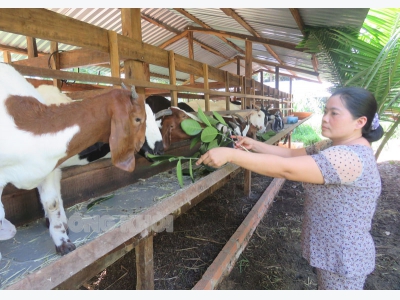 Thu nhập ổn định từ mô hình nuôi dê sinh sản