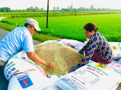 Quảng Trị thiếu giống lúa trầm trọng sau đợt mưa lũ trái mùa