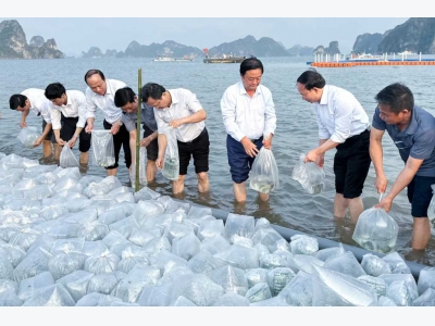Cơ hội cho con tôm của Quảng Ninh