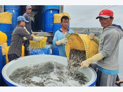 Cà Mau đầu tư 20.000 tỉ đồng để phát triển ngành tôm