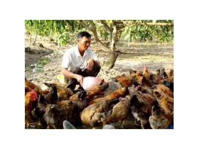 Quy Trình Kỹ Thuật Chăn Nuôi Gà Thả Vườn
