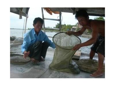 Sống Khỏe Nhờ Nghề Nuôi Cá Chình