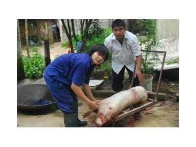 “Bản Đồ” Dịch Tai Xanh Đang Mở Rộng