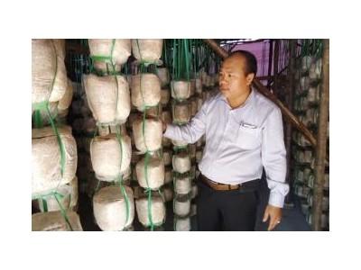 Sản Xuất Nấm Ăn Hiệu Quả