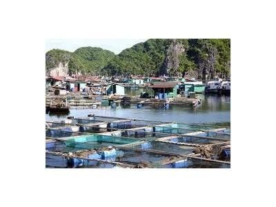 Nuôi Hải Sản Với Ao Chắn Ven Biển Ở Bình Thuận