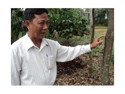 Tìm Thuốc Tạo Trầm Cho Cây Dó