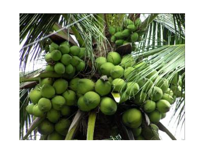 Người Trồng Dừa 