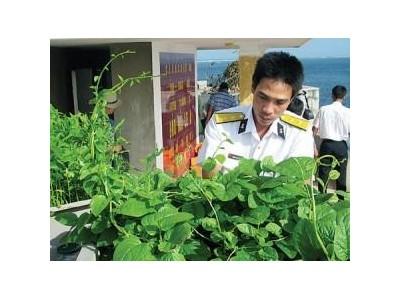 Trồng Rau Trong Nhà Kính Ở Trường Sa