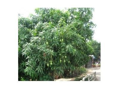Vươn Lên Làm Giàu Từ Cây Xoài Cát Hòa Lộc