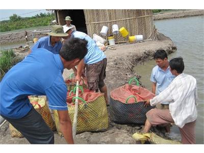 Nông Dân Bán Tôm Chạy Dịch