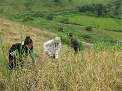 Hơn 160 Nghìn Hộ Dân Hợp Đồng Bảo Hiểm Nông Nghiệp