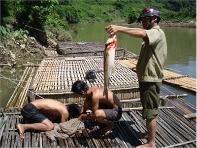 Làm Giàu Bằng Nghề Nuôi Cá Quý Hiếm Trên Sông Lô