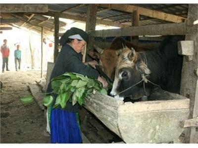 Huy Giáp Xóa Nghèo Và Làm Giàu Từ Nuôi Bò, Trồng Trúc