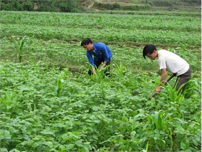 Trồng Ngô, Đậu Tương Thay Cây Lúa Cầu Cao Nhưng Cung Ít