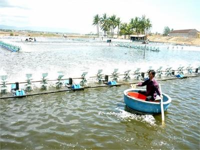 Xung Quanh Việc Cải Tạo Hồ Nổi Nuôi Tôm Ở Hoài Nhơn Người Nuôi Bức Xúc Vì Phải Chờ Quy Hoạch