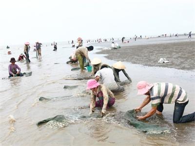 Các Hợp Tác Xã Tập Trung Khai Thác Nghêu Giống, Nghêu Thịt