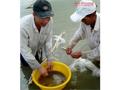 Chăn Nuôi Vĩnh Phúc Gặp Khó