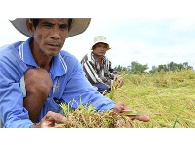 Lúa Mọc Mầm, Thương Lái Bặt Tăm