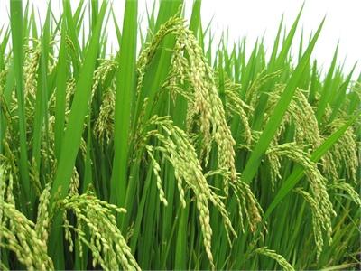 Liên Kết “4 Nhà” Để Hình Thành Vùng Nguyên Liệu Lúa Hàng Hóa Theo Tiêu Chuẩn GAP