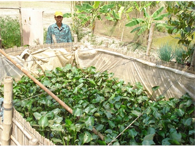 Anh Thương Binh Thoát Nghèo Nhờ Nuôi Lươn