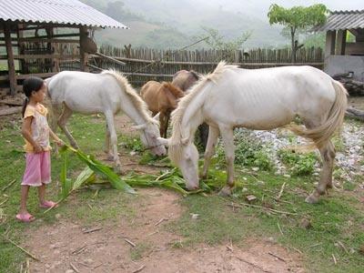 Thoát Nghèo Nhờ Nuôi Ngựa