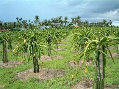 Tập Huấn Phòng Bệnh Cho Thanh Long