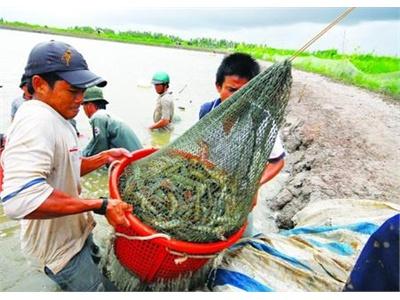 Giải Pháp Phòng Trị Bệnh Nuôi Tôm Dấu Hiệu Lạc Quan