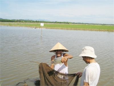 Nuôi Cá Theo Quy Trình VietGap