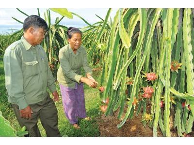 Cựu Chiến Binh Làm Giàu Trên Vùng Đất Khó