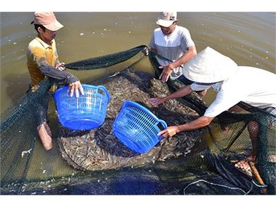 Tạo Con Giống Sạch Để Nuôi Tôm Bền Vững