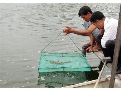 Trắng Tay Vì Tôm Thẻ Chân Trắng