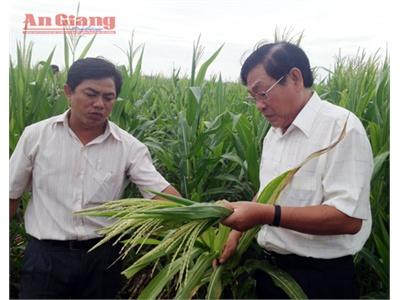 214 Héc-Ta Bắp Thất Thu Do Sản Xuất Giống Của Hoa Kỳ