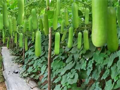 Bầu Bí Trồng Chơi Ăn Thiệt