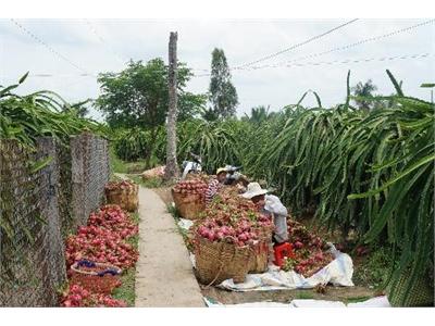 Bệnh Lạ Trên Thanh Long Và Giải Pháp