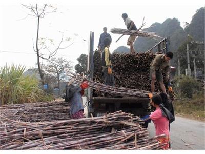 Hạnh Phúc Đi Lên Từ Cây Mía