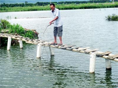 Nuôi Tôm Thẻ Chân Trắng Hướng Đi Mới Ở Phường Yên Thanh (Quảng Ninh)