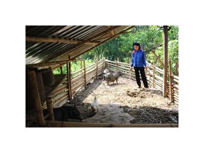 Hoà Bình Bảo Tồn Giống Lợn Bản Địa