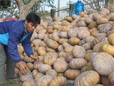 Vạn Bình (Vạn Ninh - Khánh Hòa) Bấp Bênh Bí Đỏ Hồ Lô
