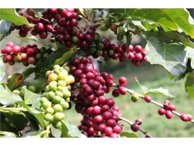 Cà Phê Giảm Giá, Tiêu Tiếp Tục Tăng