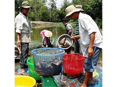 Đâu Là Lối Ra Cho Cá Rô Hậu Giang?