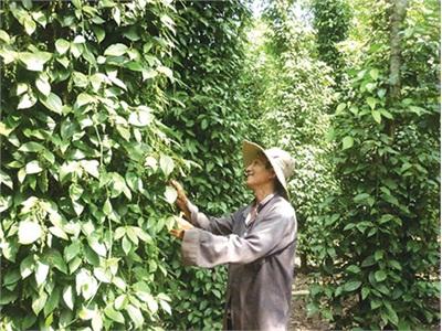 Hội Nông Dân Đức Linh Nhiều Giải Pháp Hỗ Trợ Nông Dân Vươn Lên Làm Giàu Chính Đáng